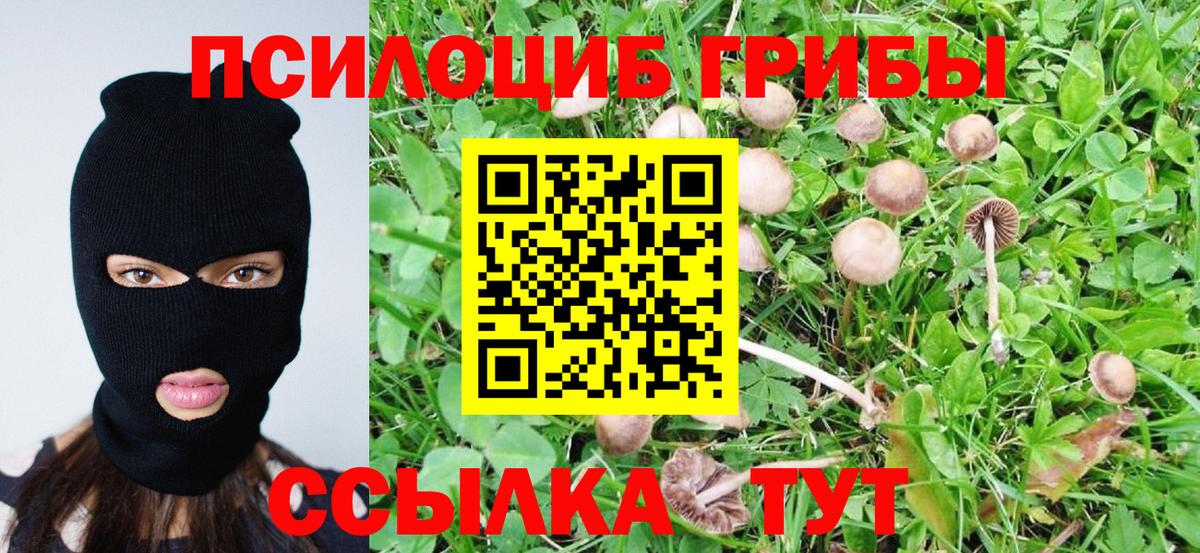 Псилоцибиновые грибы Psilocybe  Вход с VPN  Видное 